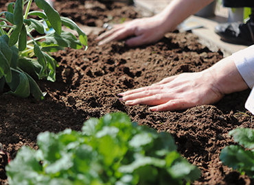 4 Steps to a Green Lawn in the Spring