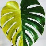 7 maintenance methods of monstera