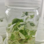 What are the domestication and transplanting methods of tissue culture seedlings?